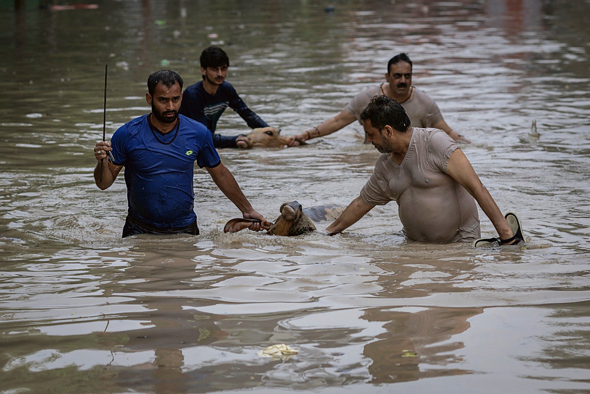 ਆਪਣੇ ਪਸ਼ੂਆਂ ਨੂੰ ਹੜ੍ਹ ਦੇ ਪਾਣੀ ’ਚੋਂ ਬਾਹਰ ਕੱਢਦੇ ਹੋਏ ਨੌਜਵਾਨ।
